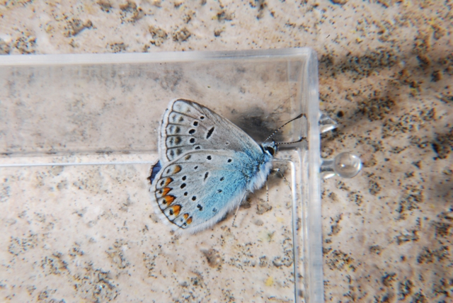 Farfalla - Polyommatus icarus